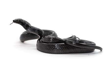Gonyosoma jansenii, "black Selayar"