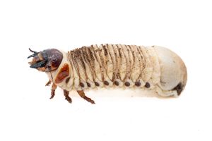 Mecynorrhina torquata immaculicollis, larve