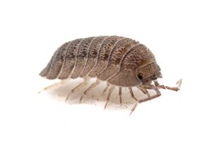 Armadillidium peraccae