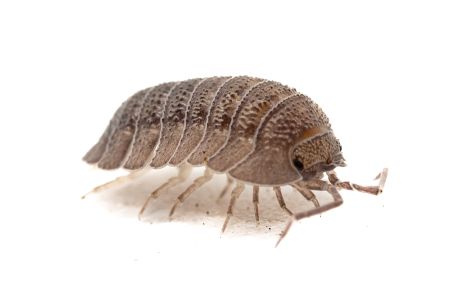 Armadillidium peraccae