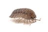 Armadillidium peraccae