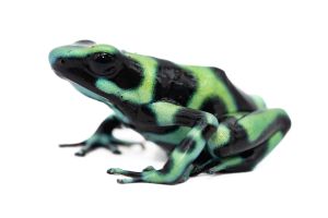 Dendrobates auratus, "Bahia Solano"