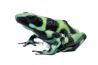 Dendrobates auratus, "Bahia Solano"