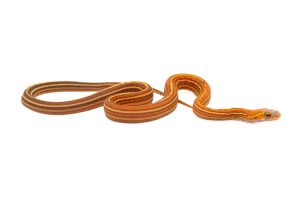 Pantherophis guttatus, scaleless hypo. tessera