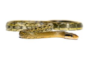 Elaphe (Orthriophis) taeniura taeniura