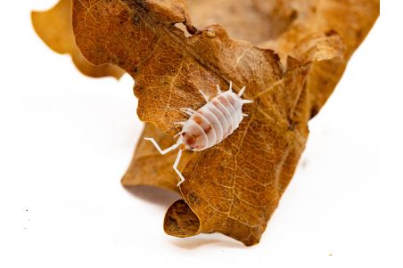 Porcellionides pruinosus, "orange koï"