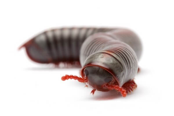 Tonkinbolus caudulanus Tonkinbolus caudulanus