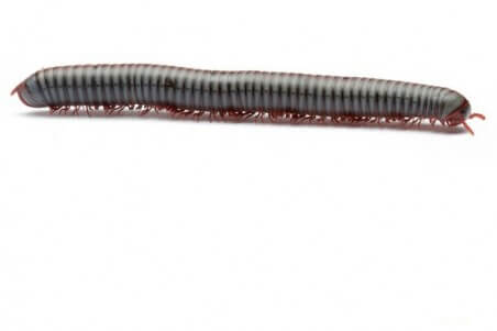 Tonkinbolus caudulanus