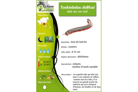 Tonkinbolus dollfusi