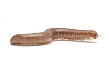 Trigoniulus corallinus