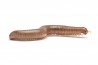 Trigoniulus corallinus