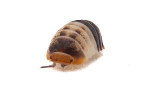 Cubaris sp. "white shark"