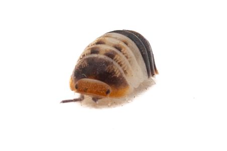 Cubaris sp. "white shark"