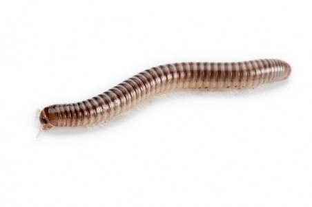 Trigoniulus corallinus