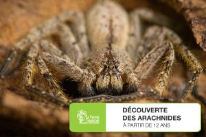 Découverte des arachnides - Samedi 19 mars 2022