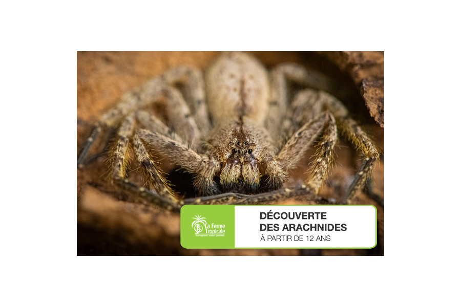 Découverte des arachnides - Samedi 19 mars 2022