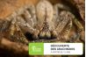 Découverte des arachnides - Samedi 19 mars 2022