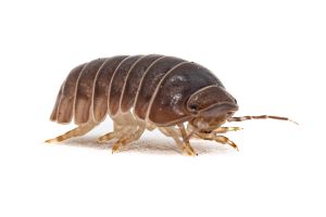 Armadillo officinalis