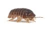 Armadillo officinalis