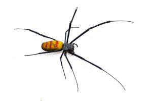 Trichonephila fenestrata venusta