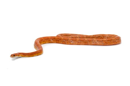 Pantherophis guttatus, hypomélanistique