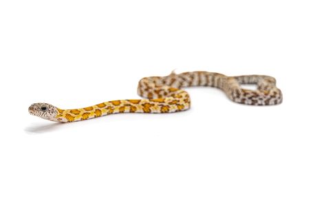 Pantherophis guttatus, honey