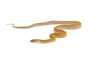 Pantherophis guttatus, tessera caramel motley