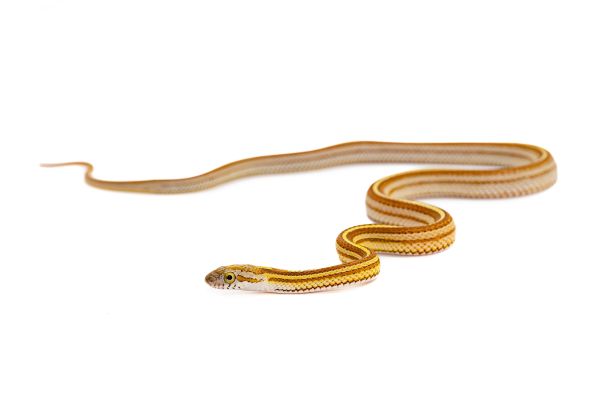Pantherophis guttatus, tessera caramel motley Pantherophis guttatus, tessera caramel motley