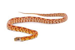 Pantherophis guttatus, tessera sunkissed