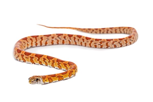 Pantherophis guttatus, tessera sunkissed Pantherophis guttatus, tessera sunkissed