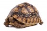 Stigmochelys (Geochelone) pardalis babcocki, 10-12 cm