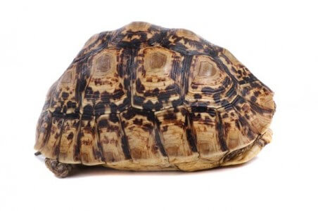 Stigmochelys (Geochelone) pardalis babcocki, 10-12 cm