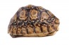 Stigmochelys (Geochelone) pardalis babcocki, 10-12 cm