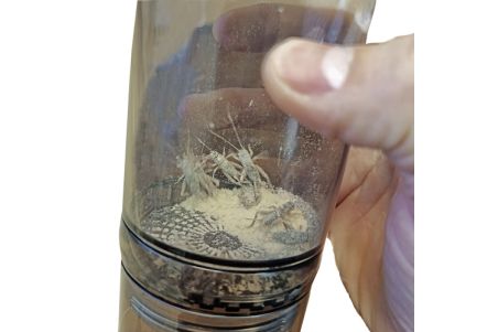 Cricket vitamizer