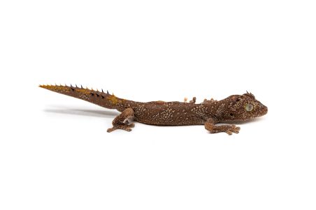Strophurus ciliaris