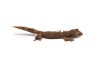 Strophurus ciliaris