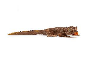 Strophurus ciliaris