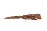 Strophurus ciliaris