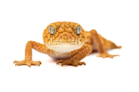 Nephrurus amyae
