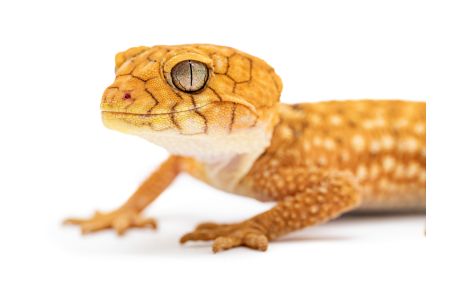 Nephrurus amyae