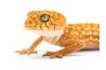 Nephrurus amyae