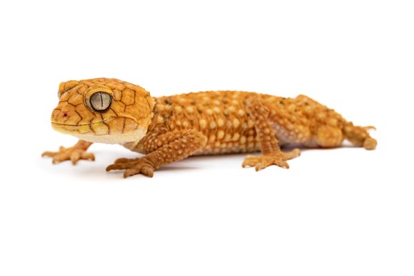 Nephrurus amyae Nephrurus amyae