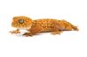 Nephrurus amyae
