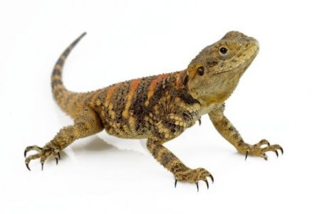 Stellagama (Laudakia) stellio brachydactyla