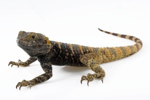 Stellagama (Laudakia) stellio brachydactyla