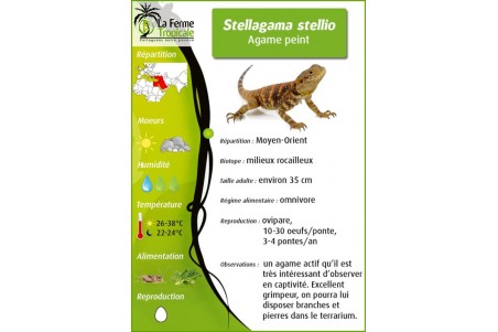 Stellagama (Laudakia) stellio brachydactyla