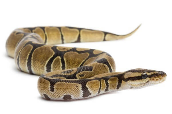 Python regius, 2024 Python regius, 2024