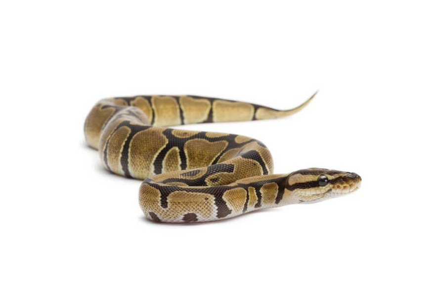Python regius, 2024 Python regius, 2024