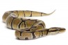 Python regius, 2024