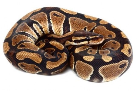 Python regius, 2024